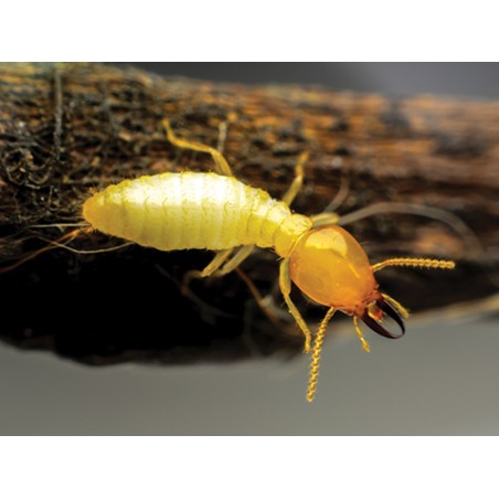 Bidon Traitement bois tous usages D'XYL®